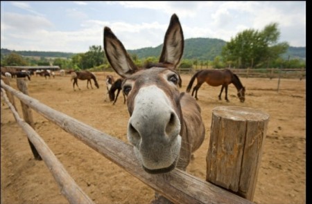 Burro Donkey