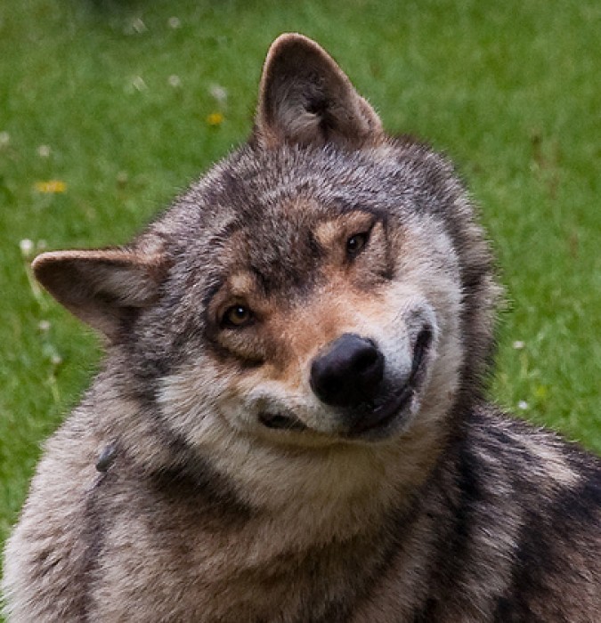 kindwolf