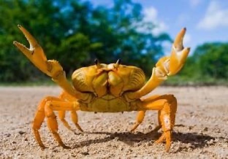 Leo The Crab ♋